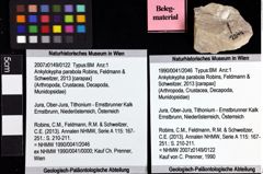 Foto (Objket + Etiketten) von Ankylokypha parabola (Robins, Feldmann & Schweitzer, 2013) 